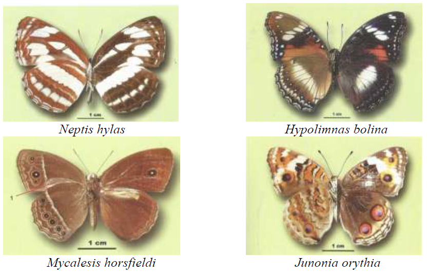 jenis kupu-kupu famili Nymphalidae